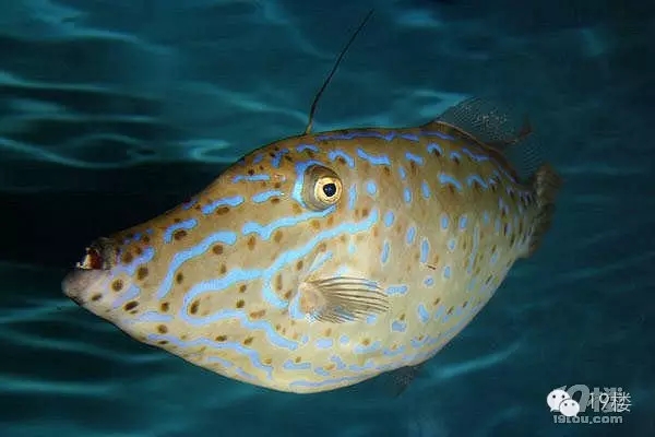 1480148356119856.jpg 0.webp (2).jpg